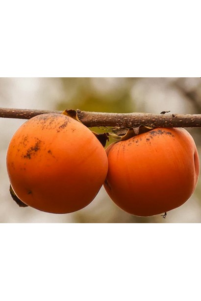 Хурма Гора Говерла на дереве с ярко-оранжевыми плодами